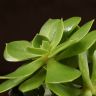 Эхеверия Пекокка д8 фото 3 &mdash; Luxury Plants