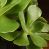 Эхеверия Пекокка д8 фото 4 &mdash; Luxury Plants