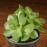 Эхеверия Пекокка д8 фото 5 &mdash; Luxury Plants