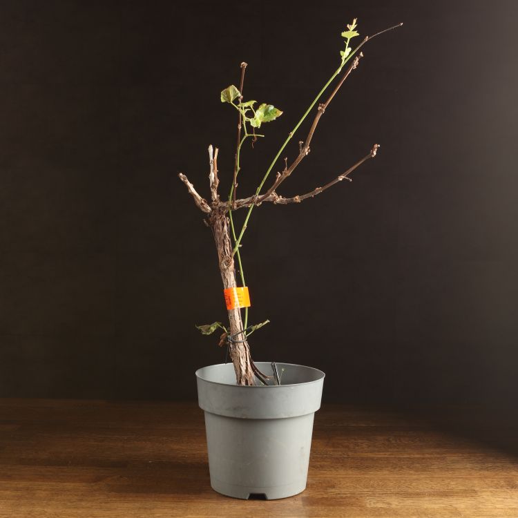 Виноград д19 уценка фото 1 &mdash; Luxury Plants