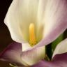 Калла сиренево-лаймовая D14 фото 2 &mdash; Luxury Plants