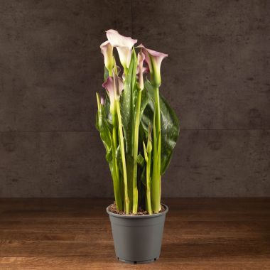 Калла сиренево-лаймовая D14 &mdash; Luxury Plants