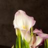 Калла сиренево-лаймовая D14 фото 3 &mdash; Luxury Plants