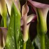 Калла сиренево-лаймовая D14 фото 4 &mdash; Luxury Plants