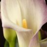 Калла сиренево-лаймовая D14 фото 5 &mdash; Luxury Plants