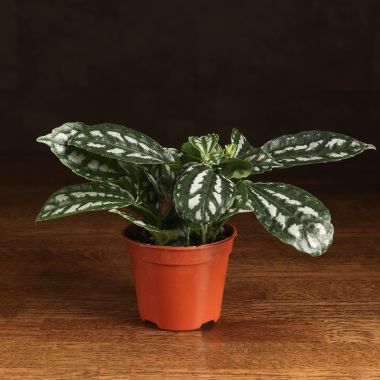 Пилея Кадье 15/9 &mdash; Luxury Plants