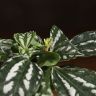 Пилея Кадье 15/9 фото 3 &mdash; Luxury Plants