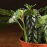 Пилея Кадье 15/9 фото 4 &mdash; Luxury Plants