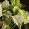 Сингониум Конфети 45/17 фото 2 &mdash; Luxury Plants