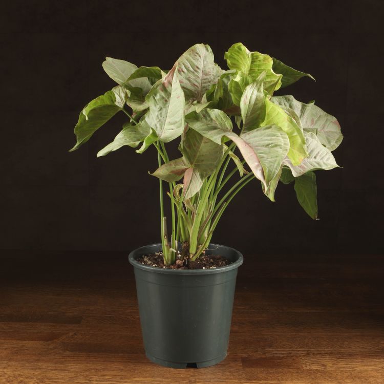 Сингониум Конфети 45/17 фото 1 &mdash; Luxury Plants