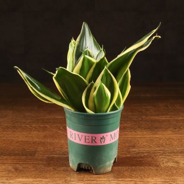 Сансевиерия Ханни 25/12 &mdash; Luxury Plants