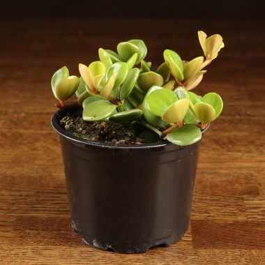 Пеперомия монетолистная Хоуп д10 &mdash; Luxury Plants