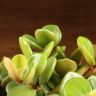 Пеперомия монетолистная Хоуп д10 фото 4 &mdash; Luxury Plants