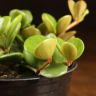 Пеперомия монетолистная Хоуп д10 фото 5 &mdash; Luxury Plants