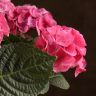 Гортензия красная 40/14 фото 5 &mdash; Luxury Plants