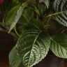 Гортензия красная 40/14 фото 4 &mdash; Luxury Plants
