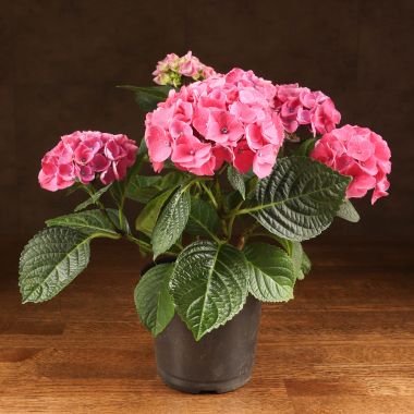 Гортензия красная 40/14 &mdash; Luxury Plants