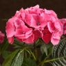 Гортензия красная 40/14 фото 3 &mdash; Luxury Plants