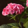 Гортензия красная 40/14 фото 2 &mdash; Luxury Plants