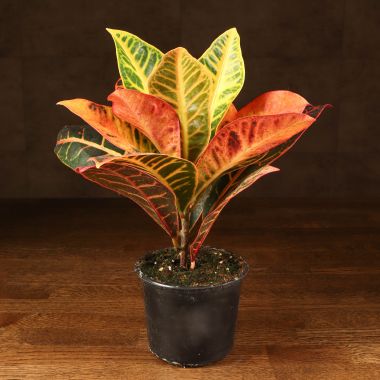 Кротон Петра 35/12 &mdash; Luxury Plants