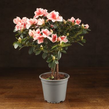 Азалия на штамбе бело-розовая 40/13 &mdash; Luxury Plants