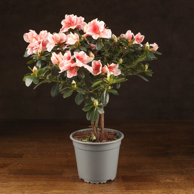 Азалия на штамбе бело-розовая 40/13 фото 1 &mdash; Luxury Plants