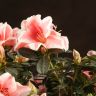 Азалия на штамбе бело-розовая 40/13 фото 4 &mdash; Luxury Plants