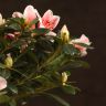 Азалия на штамбе бело-розовая 40/13 фото 5 &mdash; Luxury Plants