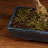 Бонсай Яблоня 45 см фото 3 &mdash; Luxury Plants