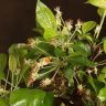 Бонсай Яблоня 45 см фото 4 &mdash; Luxury Plants