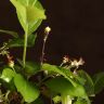 Бонсай Яблоня 45 см фото 5 &mdash; Luxury Plants