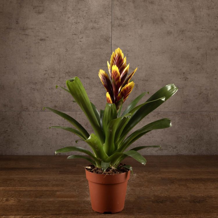 Вриезия Кристиан 45/12 фото 1 &mdash; Luxury Plants