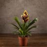 Вриезия Кристиан 45/12 фото 1 &mdash; Luxury Plants