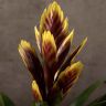 Вриезия Кристиан 45/12 фото 2 &mdash; Luxury Plants
