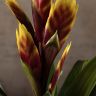 Вриезия Кристиан 45/12 фото 4 &mdash; Luxury Plants