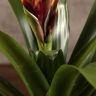 Вриезия Кристиан 45/12 фото 5 &mdash; Luxury Plants