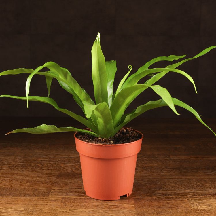 Асплениум Антикум 30/12 фото 1 &mdash; Luxury Plants