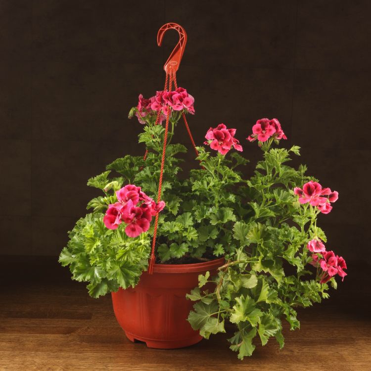 Пеларгония (Герань) Королевская подвесная красная д23 фото 1 &mdash; Luxury Plants