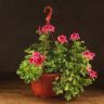 Пеларгония (Герань) Королевская подвесная красная д23 фото 1 &mdash; Luxury Plants
