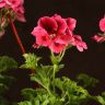 Пеларгония (Герань) Королевская подвесная красная д23 фото 5 &mdash; Luxury Plants