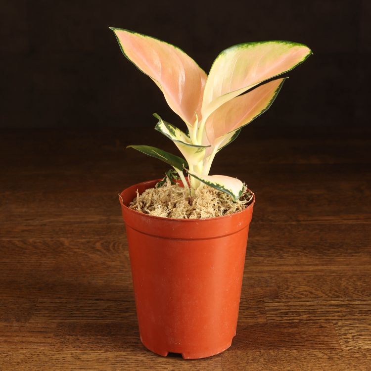 Аглаонема Пинк Стар 15/9 фото 1 &mdash; Luxury Plants
