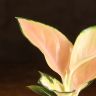 Аглаонема Пинк Стар 15/9 фото 2 &mdash; Luxury Plants
