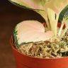 Аглаонема Пинк Стар 15/9 фото 3 &mdash; Luxury Plants