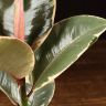 Фикус Эластика Тинеке 35/10 фото 5 &mdash; Luxury Plants