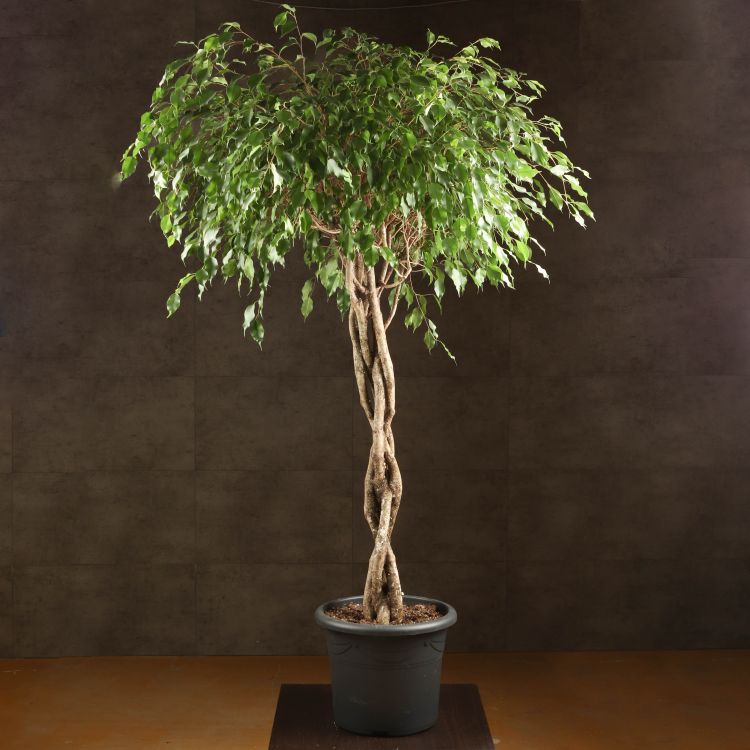 Фикус Экзотика переплетенный 190/40 фото 1 &mdash; Luxury Plants