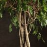 Фикус Экзотика переплетенный 190/40 фото 2 &mdash; Luxury Plants