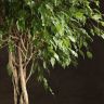 Фикус Экзотика переплетенный 190/40 фото 5 &mdash; Luxury Plants