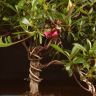 Бонсай Азалия 34 см фото 2 &mdash; Luxury Plants