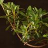 Бонсай Азалия 34 см фото 3 &mdash; Luxury Plants