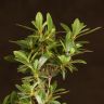 Бонсай Азалия 34 см фото 4 &mdash; Luxury Plants